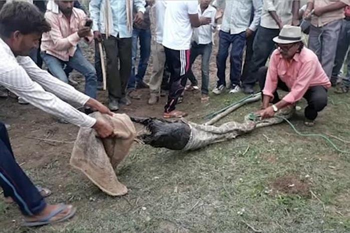 Moradores retiram cabra inteira de estômago de cobra; cenas fortes