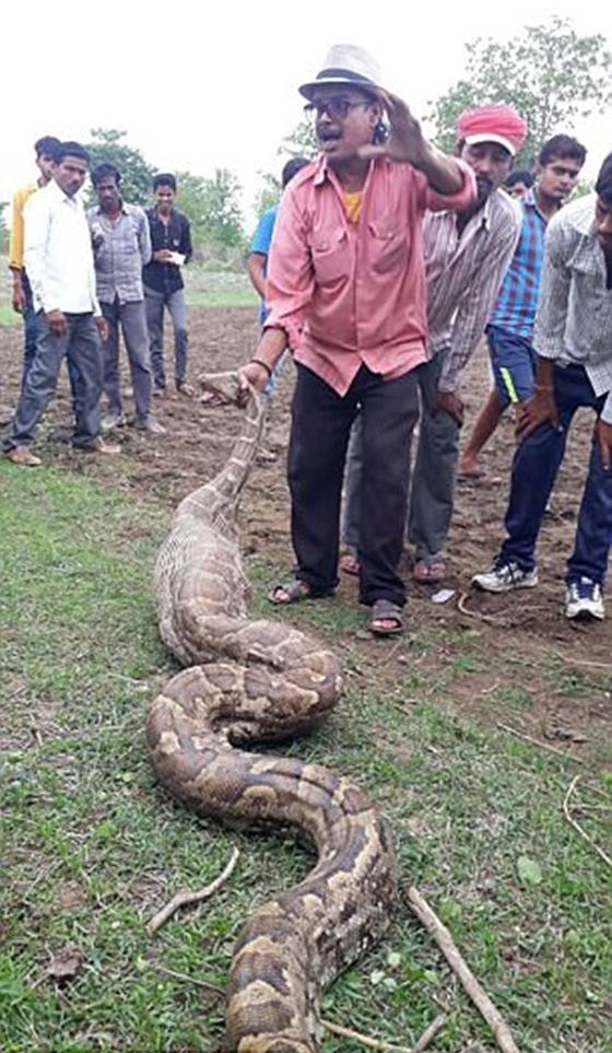 Moradores retiram cabra inteira de estômago de cobra; cenas fortes
