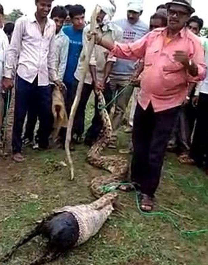 Moradores retiram cabra inteira de estômago de cobra; cenas fortes