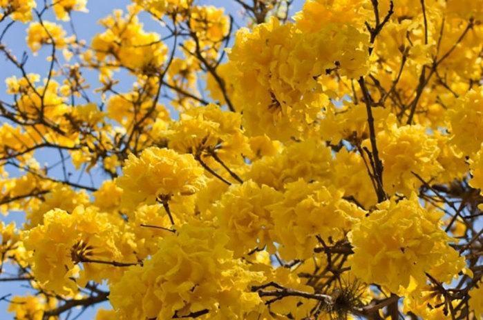 Florada de Ipês em Teresina (Crédito: Reprodução)