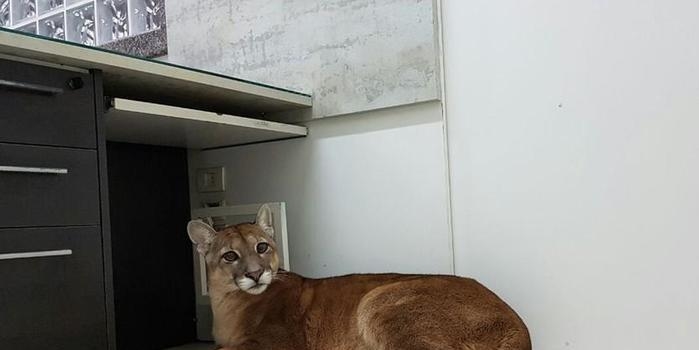 Onça é encontrada em escritório de empresa em São Paulo