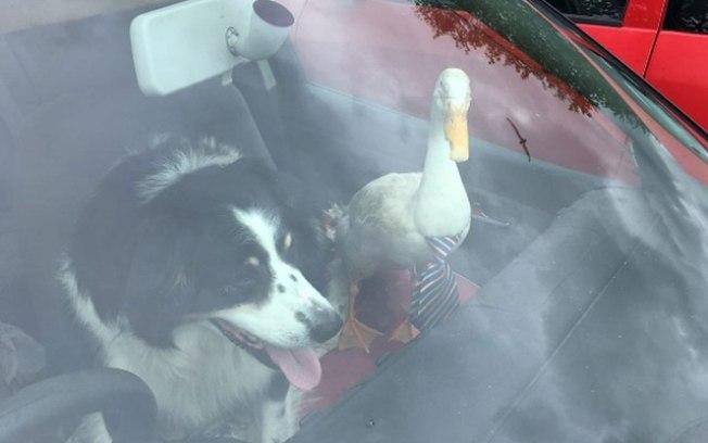 Pato flagrado 'dirigindo' o carro (Crédito: Twitter Sgt Harry Tangye)