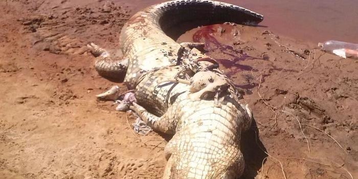 Restos mortais encontrados dentro de jacaré são de humanos