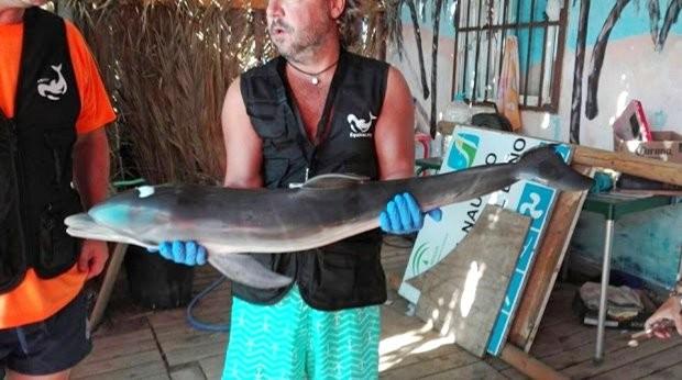 Turistas tiram filhote de golfinho da água e o animal morre (Crédito: Reprodução/Equinac)