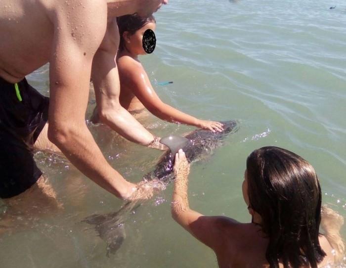 Turistas tiram filhote de golfinho da água e o animal morre (Crédito: Reprodução/Equinac)
