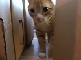 Homem constrói labirinto de papelão para os seus gatos