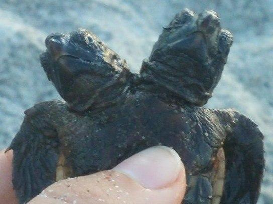 Pesquisadores encontram tartaruga marinha de duas cabeças no EUA