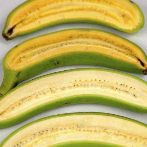 A banana dourada (a cima) é mais amarela que a fruta que estamos acostumados (Crédito: Queensland University of Technology)