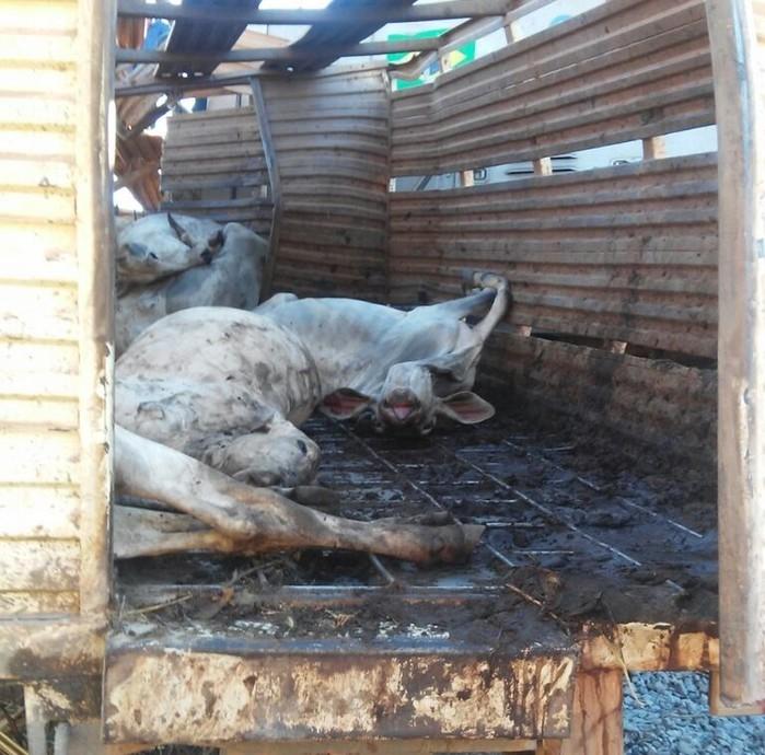 Vários animais morreram na batida (Crédito: Reprodução)