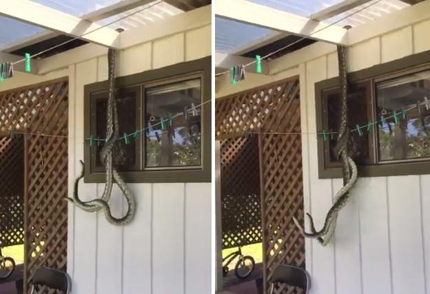 Homem flagra cobras em "momento íntimo" no telhado de casa (Crédito: Reprodução/Twitter)