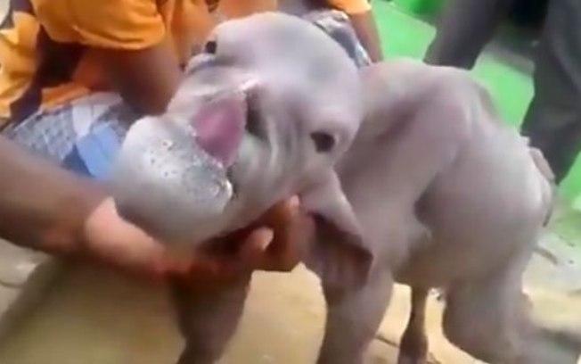 Aparência do animal deixou os moradores intrigados (Crédito: AsiaWire )