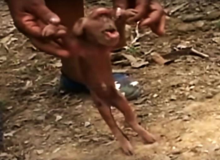 Porco 'com cara de macaco' assusta moradores de Cuba (Crédito: Reprodução)