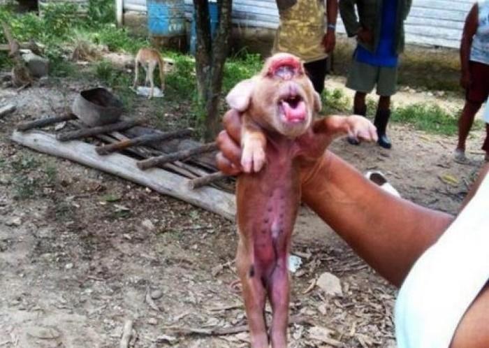 Porco 'com cara de macaco' assusta moradores de Cuba (Crédito: Reprodução)