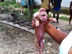 Porco 'com cara de macaco' assusta moradores de Cuba