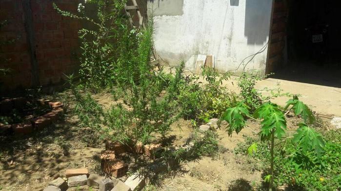Plantação de maconha na zona leste (Crédito: Reprodução)