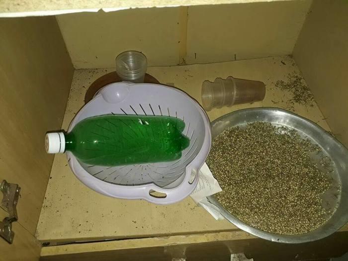 Sementes de maconha (Crédito: Reprodução)