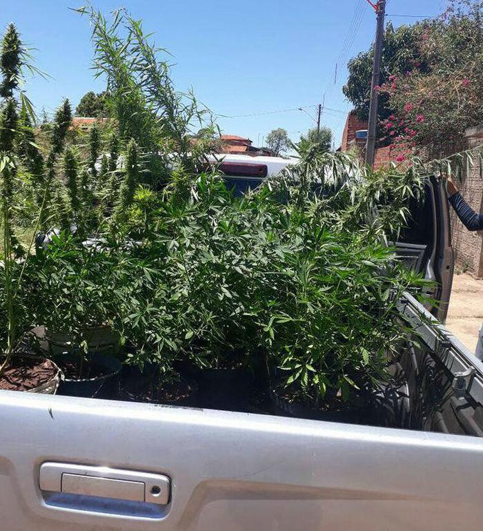 Maconha foi apreendida pela Depre (Crédito: Reprodução)