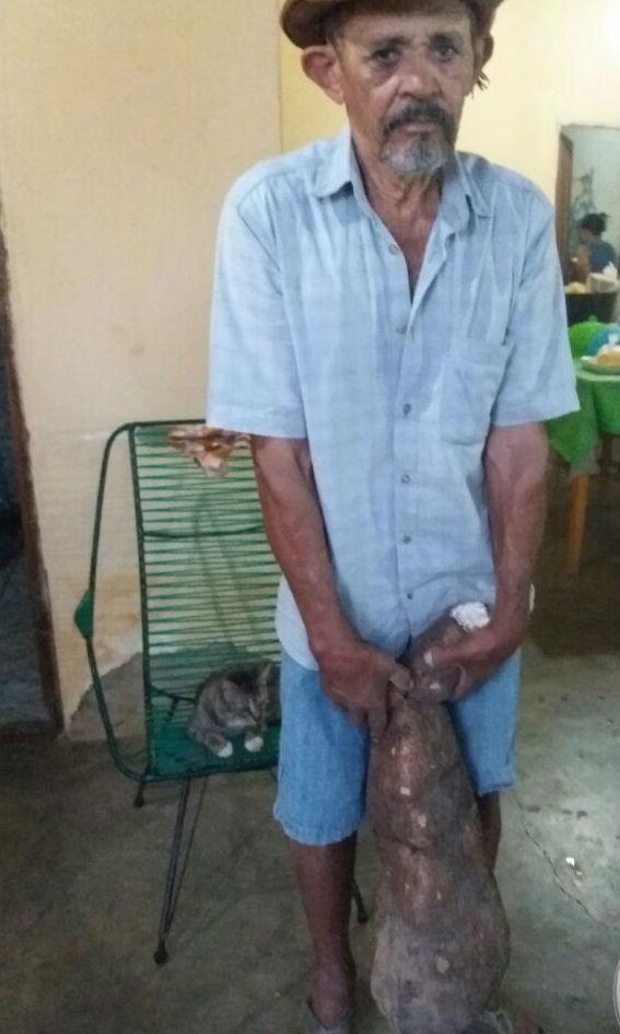 Agricultor colhe macaxeira de 10 quilos e 70 centímetros no Piauí (Crédito: Folha de Oeiras)