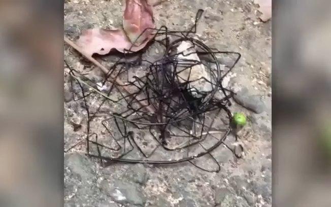 Inseto de aparência "alienígena" é encontrado em Taiwan; vídeo!