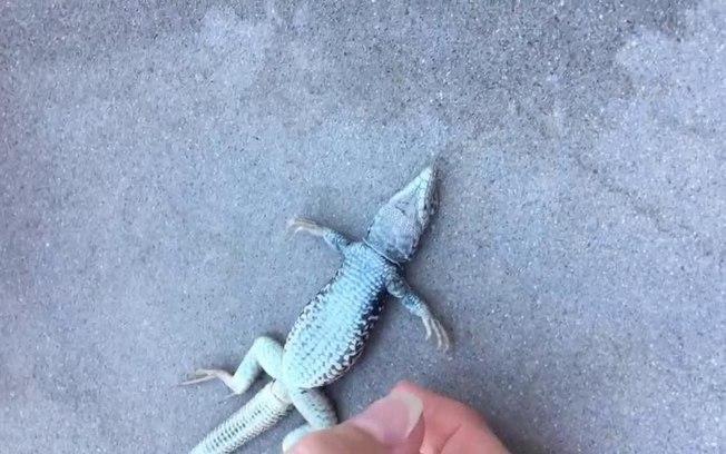 Mulher salva filhote de lagarto com massagem cardíaca; vídeo!