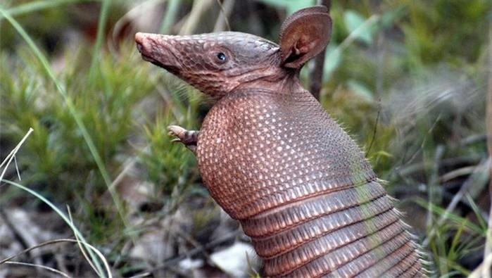 Bala acerta mandíbula de homem após ele atirar em tatu; entenda