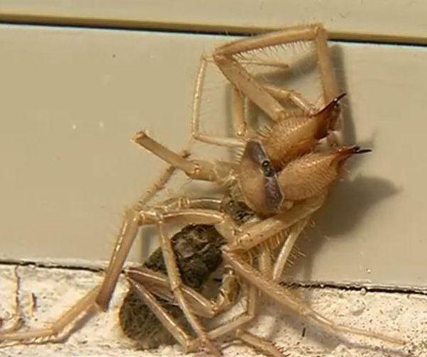 Criatura bizarra, misto de aranha e escorpião, assusta família