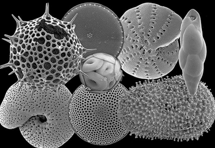 Microfósseis são elementos auxiliares na datação da Vida extinta na Terra (Crédito: Divulgação)