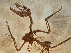 DATAÇÃO: a idade das Vidas extintas e da pré-história do homem