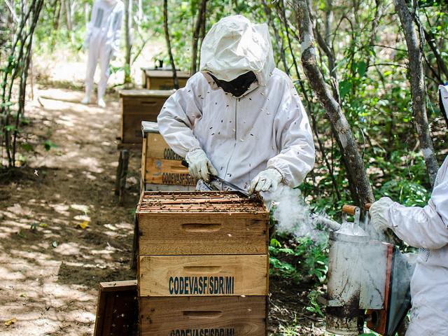 Exportações geraram US$ 19,5 milhões no nordeste (Crédito: Reprodução)