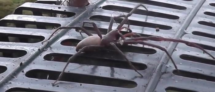 Aranha gigante (Crédito: Reprodução/YouTube(kiwiwinz) )