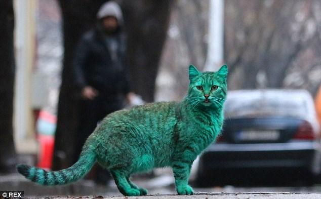 Depois do cachorro azul, agora é a vez do gato verde (Crédito: Reprodução)