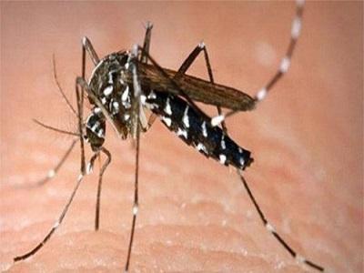 Armazenamento de água pode aumentar os casos de febre Chikungunya