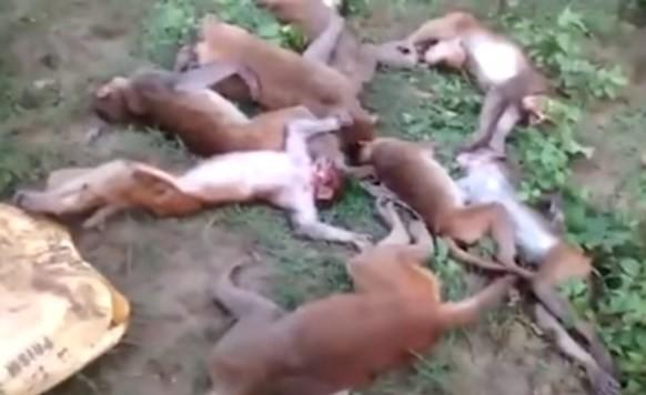 12 macacos morrem de ataque cardíaco após ouvirem rugido de Tigre