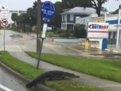 Jacaré é flagrado cruzando rua após passagem de furacão Irma