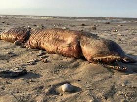 Criatura misteriosa aparece em praia após furacão nos EUA