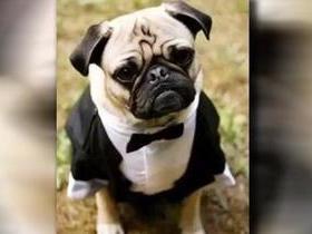 Mulher usa dinheiro público para comprar smoking para cachorro