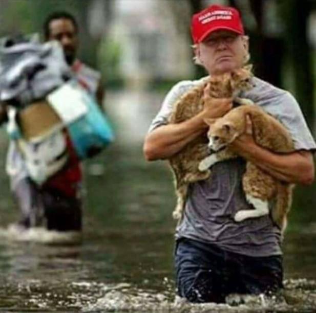 Imagem de Trump 'salvando gatinhos' é falsa (Crédito: Twitter(Helen Kennedy)