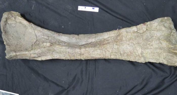 Úmero de um Soriatitan golmayensis, nova espécie de dinossauro da família Brachiosauridaea descoberta por paleontólogos espanhóis (Crédito: Fundação Conjunto Paleontológico de Teruel-Dinópolis)