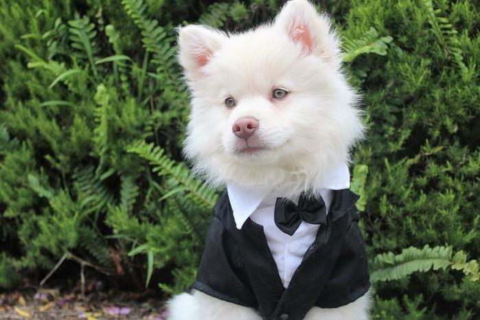 Cachorro usa smoking comprado com dinheiro público (Crédito: Pixabay)