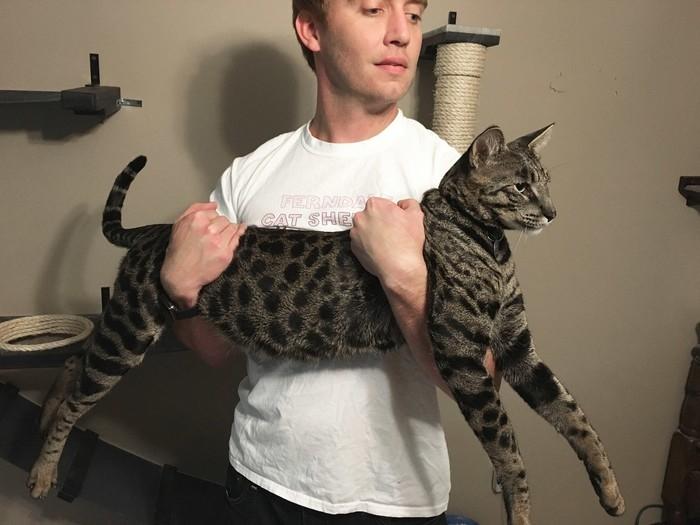 2 gatos que moram na mesma casa nos EUA batem recordes no Guinness