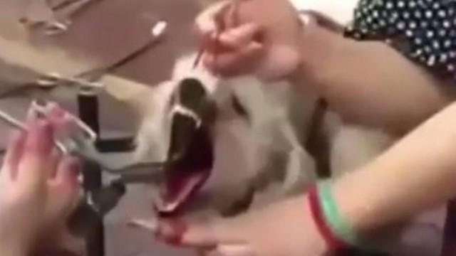 O jornal chinês "Chengdu Business Daily" relatou que esse autointitulado "veterinário" fazia as intervenções, de cerca de cinco minutos cada, sobre uma mesa colocada na rua. Sob seus pés, as imagens de vídeo mostravam um chão coberto de sangue. Ainda segundo o jornal, aparentemente, ele não lavava os instrumentos após cada utilização. Existe uma cirurgia para os cães que latem muito, a qual consiste em reduzir o tecido das cordas vocais do animal, suavizando - mas não eliminando - seu latido. Em nota, as autoridades locais informaram que o suspeito, identificado como Zeng, não tinha licença para realizar o procedimento. Seu "negócio" foi fechado e está sob investigação, acrescentaram as mesmas fontes. Clientes entrevistados pelo "Diário de Negócios de Chengdu" alegaram ter recorrido a essa "clínica", porque seus cães faziam muito barulho, provocando reclamações dos vizinhos. Zeng cobrava entre 50 e 80 iuanes (entre R$ 25 e R$ 37,50), dependendo do tamanho do cachorro. (Crédito: Reprodução)