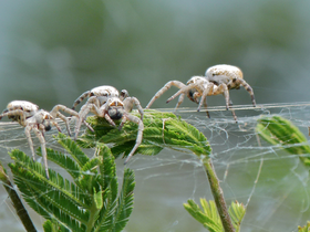 Aranhas solteiras se sacrificam pelas crias de suas 'comadres'