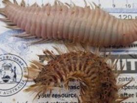 Vermes raros e perigosos para humanos surgem em praia e assusta