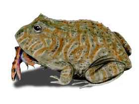 Beelzebufo: cientistas descobrem sapo que comia até dinossauros