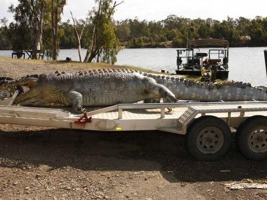 Crocodilo de cinco metros é morto na Austrália e gera preocupação