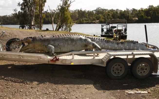 O crocodilo, que tinha mais de cinco metros de comprimento, foi assassinado na Austrália e gerou revolta (Crédito: Reprodução)