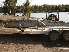 Crocodilo de cinco metros é morto na Austrália e gera preocupação