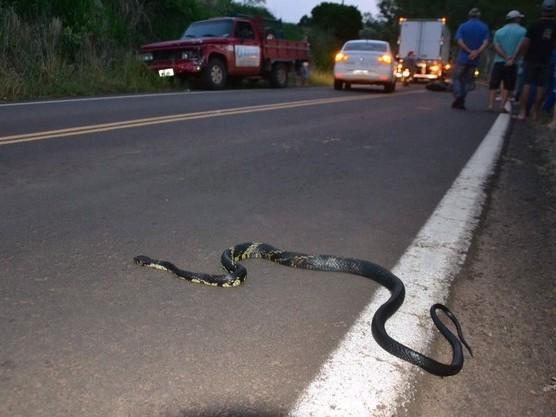 Jovem morre após desviar de cobra em rodovia no RS