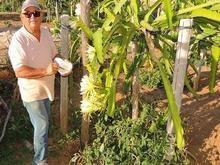 Pedro II é única cidade do Piauí a produzir Pitáia