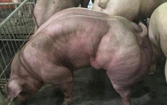 Porcos musculosos chamam atenção (Crédito: Mirror)